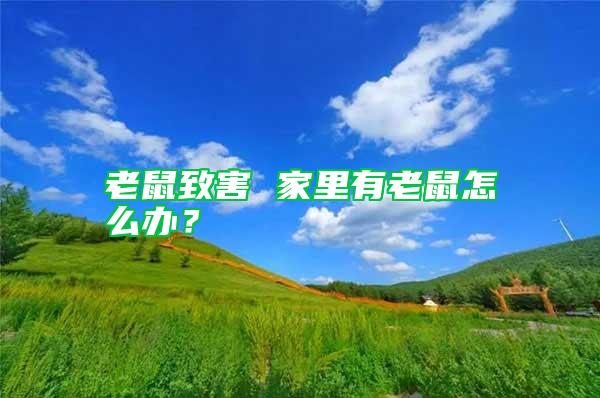老鼠致害 家里有老鼠怎么辦？