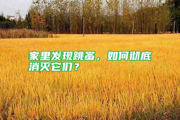 家里發(fā)現(xiàn)跳蚤，如何徹底消滅它們？