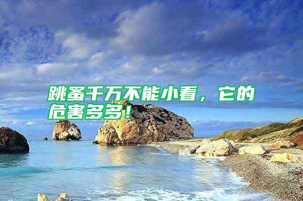 跳蚤千萬(wàn)不能小看，它的危害多多！