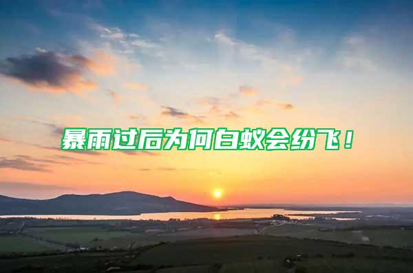 暴雨過后為何白蟻會(huì)紛飛！