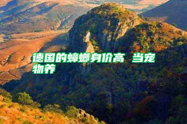 德國的蟑螂身價高 當寵物養(yǎng)