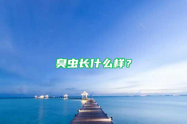 臭蟲長什么樣？