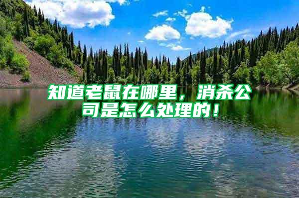 知道老鼠在哪里，消殺公司是怎么處理的！