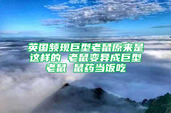 英國頻現(xiàn)巨型老鼠原來是這樣的 老鼠變異成巨型老鼠 鼠藥當(dāng)飯吃