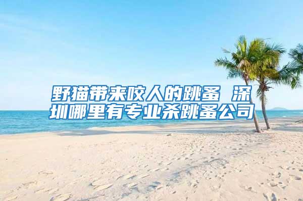 野貓帶來(lái)咬人的跳蚤 深圳哪里有專業(yè)殺跳蚤公司
