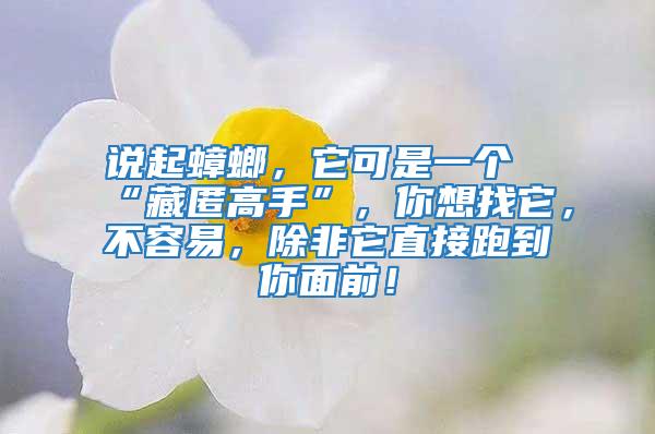 說起蟑螂，它可是一個(gè)“藏匿高手”，你想找它，不容易，除非它直接跑到你面前！