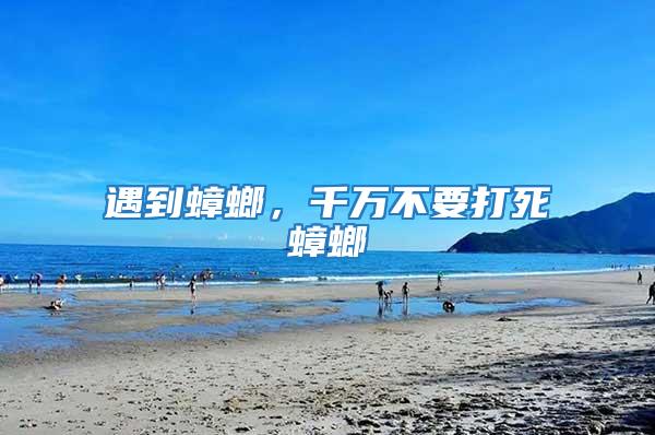 遇到蟑螂，千萬不要打死蟑螂