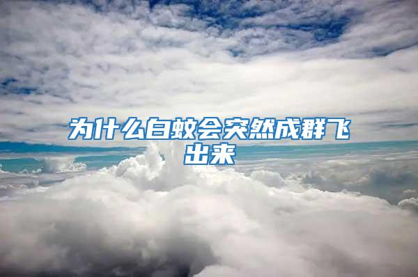 為什么白蚊會(huì)突然成群飛出來