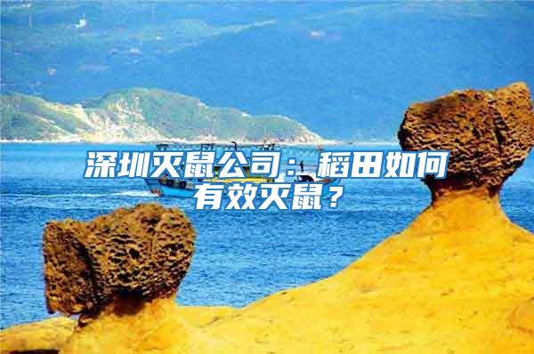 深圳滅鼠公司：稻田如何有效滅鼠？
