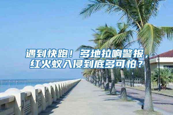遇到快跑！多地拉響警報，紅火蟻入侵到底多可怕？