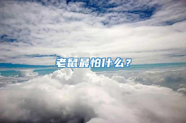 老鼠最怕什么？