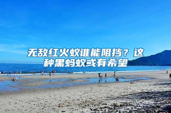 無敵紅火蟻誰能阻擋？這種黑螞蟻或有希望