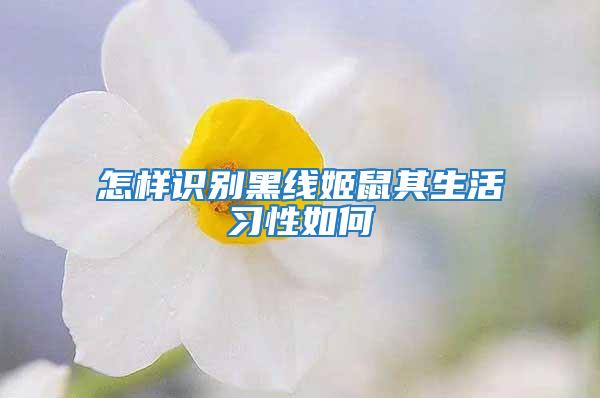 怎樣識(shí)別黑線姬鼠其生活習(xí)性如何