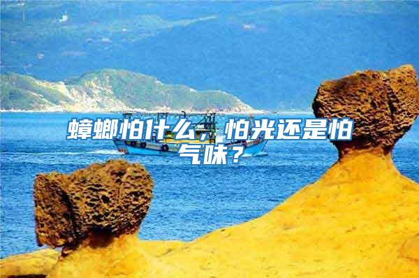 蟑螂怕什么，怕光還是怕氣味？