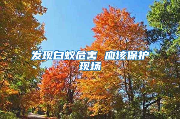 發現白蟻危害 應該保護現場