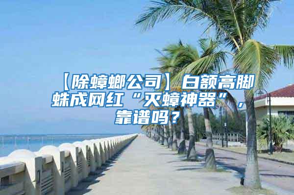 【除蟑螂公司】白額高腳蛛成網紅“滅蟑神器”，靠譜嗎？