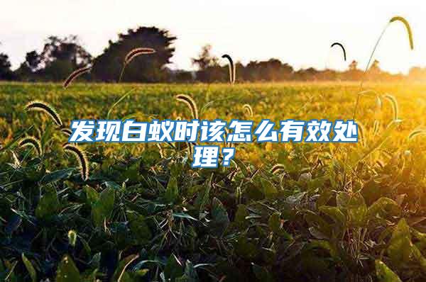 發現白蟻時該怎么有效處理？