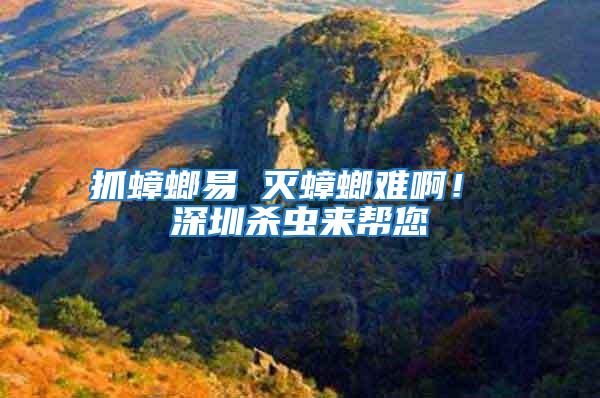 抓蟑螂易 滅蟑螂難啊！ 深圳殺蟲來幫您