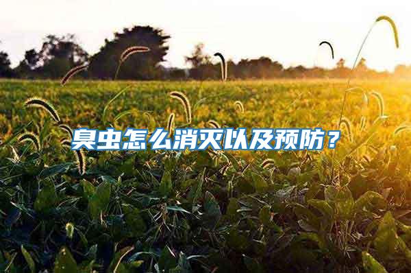 臭蟲(chóng)怎么消滅以及預(yù)防？