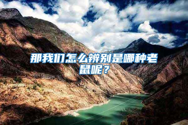 那我們?cè)趺幢鎰e是哪種老鼠呢？