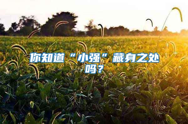 你知道“小強”藏身之處嗎？