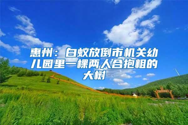 惠州：白蟻放倒市機關幼兒園里一棵兩人合抱粗的大樹
