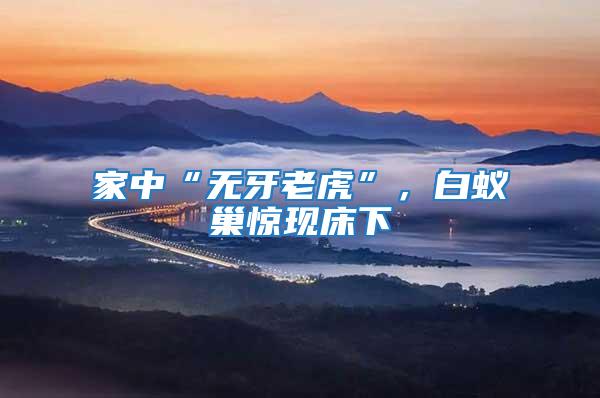 家中“無牙老虎”，白蟻巢驚現床下