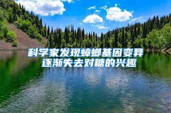 科學家發(fā)現(xiàn)蟑螂基因變異 逐漸失去對糖的興趣