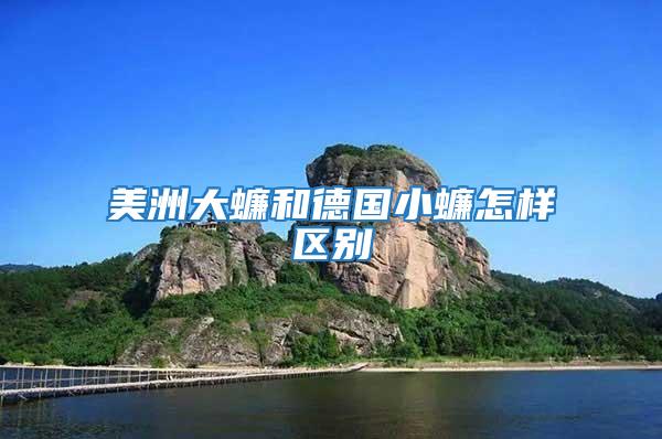 美洲大蠊和德國小蠊怎樣區別