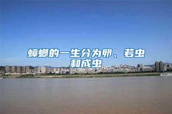 蟑螂的一生分為卵、若蟲和成蟲