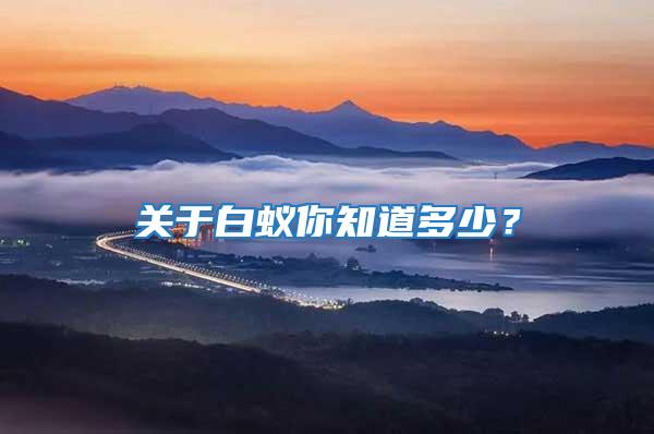 關(guān)于白蟻你知道多少？