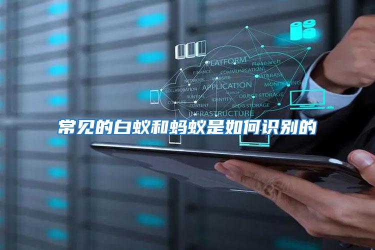 常見(jiàn)的白蟻和螞蟻是如何識(shí)別的