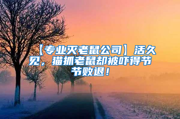 【專業滅老鼠公司】活久見，貓抓老鼠卻被嚇得節節敗退！