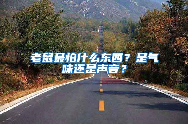 老鼠最怕什么東西？是氣味還是聲音？
