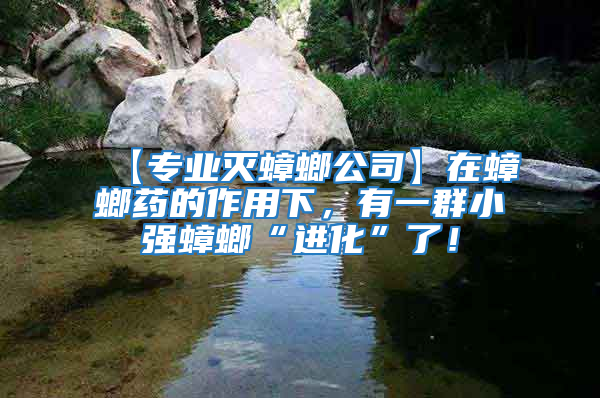 【專業(yè)滅蟑螂公司】在蟑螂藥的作用下，有一群小強蟑螂“進化”了！
