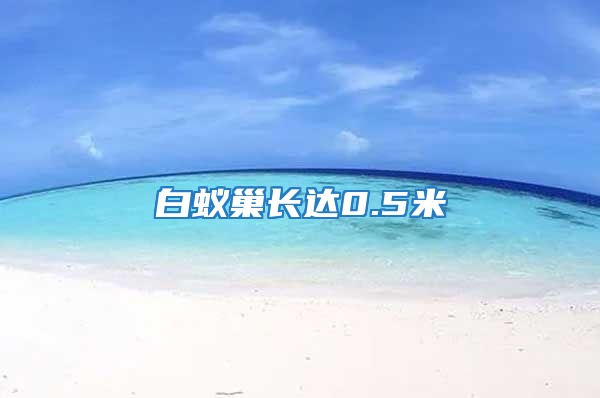 白蟻巢長(zhǎng)達(dá)0.5米