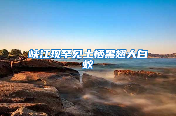 峽江現罕見土棲黑翅大白蟻