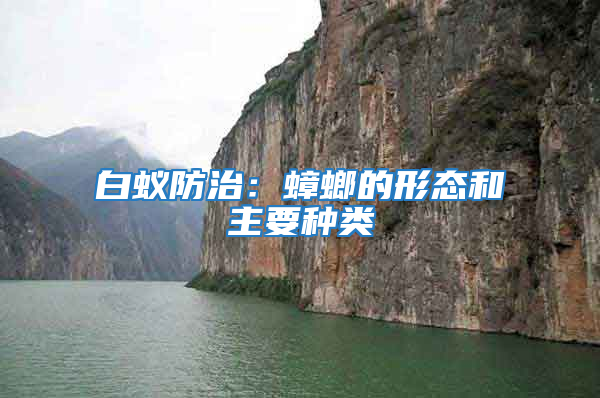 白蟻防治：蟑螂的形態和主要種類