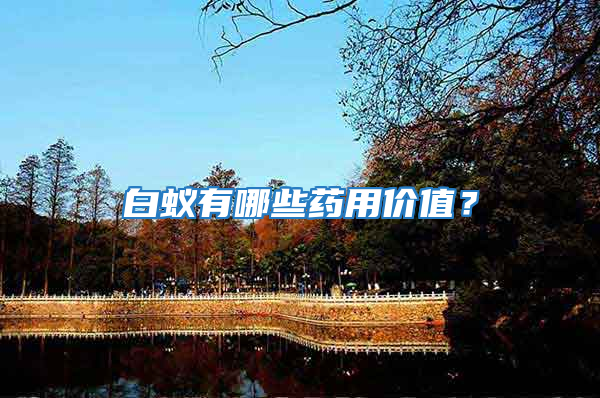 白蟻有哪些藥用價(jià)值？
